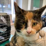 Znaleziono kota, Dobra, 22 lutego 2025