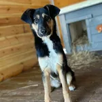 Pies do adopcji, Rytlów, 23 lutego 2025