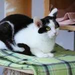 Kot do adopcji, Piła, 18 września 2024