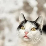 Kot do adopcji, Piła, 18 września 2024