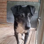 Pies do adopcji, Orzechowce, 22 lutego 2025