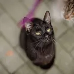 Kot do adopcji, Częstochowa, 12 sierpnia 2024