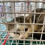 Znaleziono kota, Dobra, 22 lutego 2025