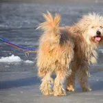 Znaleziono psa, Toruń, 8 lutego 2025