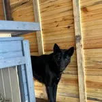 Pies do adopcji, Rytlów, 23 lutego 2025