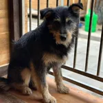 Pies do adopcji, Rytlów, 23 lutego 2025