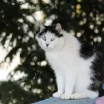 Kot do adopcji, Piła, 14 marca 2024