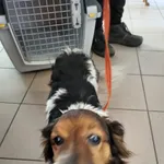 Znaleziono psa, Dobra, 24 lutego 2025