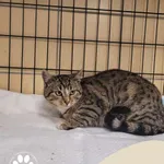 Znaleziono kota, Gdynia, 19 lutego 2025