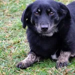 Pies do adopcji, Grudziądz, 13 października 2023