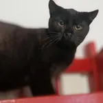 Oddam kota, Gdańsk, 25 lutego 2025