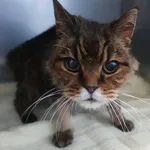 KOCUR PRZYWIEZIONY Z INTERWENCJI 24-02-2025