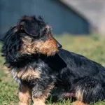 Pies do adopcji, Racławice, 21 lutego 2025