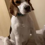 Zaginął pies, Jurów, 25 lutego 2025