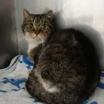 KOTKA PRZYWIEZIONA Z INTERWENCJI 24-02-2025