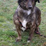 Pies do adopcji, Grudziądz, 13 października 2023