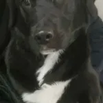 Znaleziono psa, Radom, 23 lutego 2025