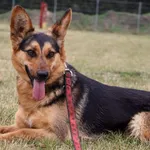 Pies do adopcji, Grudziądz, 13 lutego 2025