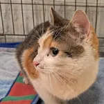 Znaleziono kota, Toruń, 22 lutego 2025