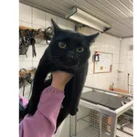 Znaleziono kota, Białystok, 23 lutego 2025