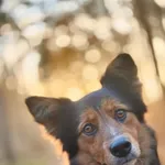 Pies do adopcji, Piła, 20 stycznia 2025