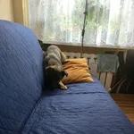 Zaginął pies, Koziegłowy, 26 lutego 2025