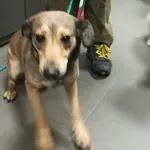 Pies odnaleziony w dniu 22.02.2025 r. przy ul. Gdańskiej.