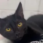 Kot do adopcji, Radom, 24 lutego 2025