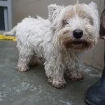 Pies do adopcji, Kraków, 11 lutego 2025