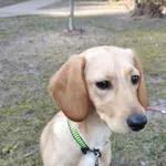 13068/34/25  Lusia  - data przyjęcia - 25.02.2025