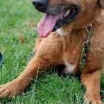 Pies do adopcji, Grudziądz, 11 października 2024