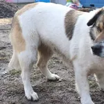 Znaleziono psa, Łódź, 25 lutego 2025