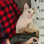 Znaleziono kota, Chełmek, 25 lutego 2025