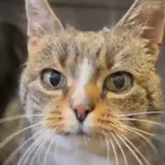 Kot do adopcji, Radom, 24 lutego 2025