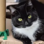 Kot do adopcji, Piła, 23 sierpnia 2024