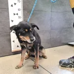 Przyjęty: 2025-02-25 Gmina: Miedźna Płeć: Suka Opis: mieszaniec, czarne-podpalane