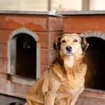 Oddam psa, Gdynia, 27 lutego 2025