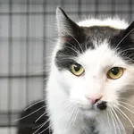 Znaleziono kota, Sosnowiec, 22 lutego 2025