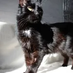 Znaleziono kota, Sosnowiec, 21 lutego 2025