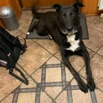 Zaginął pies, Łódź, 26 lutego 2025