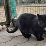 Kot do adopcji, Henrykowo, 3 września 2024