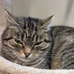 Kot do adopcji, Henrykowo, 5 września 2024