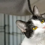 Kot do adopcji, Sosnowiec, 19 lutego 2025