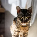 Znaleziono kota, Sosnowiec, 21 lutego 2025