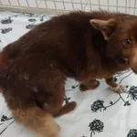 Znaleziono psa, Gdańsk, 27 lutego 2025