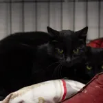 Kot do adopcji, Sosnowiec, 15 lutego 2025