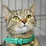 Znaleziono kota, Sosnowiec, 19 lutego 2025