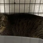 Znaleziono kota, Sosnowiec, 21 lutego 2025