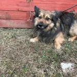 Znaleziono psa, Czartki, 26 lutego 2025