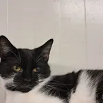 Kot do adopcji, Henrykowo, 21 sierpnia 2024